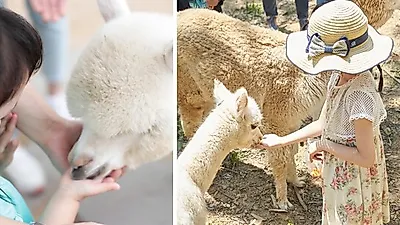 이번 주말, 아이들과 가볼 만한 곳 추천! 태안 쥬라기박물관, 전주 물고기마을부터 홍천 알파카월드까지