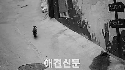 성북구 장수마을, '길고양이 급식소 만들기' 프로젝트 진행