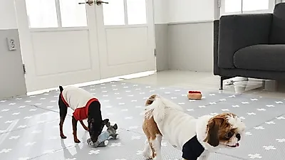 디팡 '팻플레이매트' 유기동물 백신지원, 후원 바자회 참가