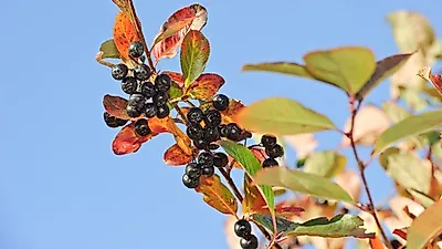 블랙초크베리? '아로니아' 효능 놀라워, '원액·분말·즙' 등 먹는법도 다양해