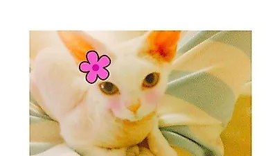 민효린, 미묘의 자태란 이런 것 "저 수컷인데"