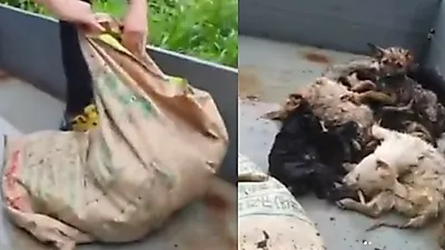 보성군 동물보호소, 마취 없이 안락사 시행…"비난 면치 못할 것"