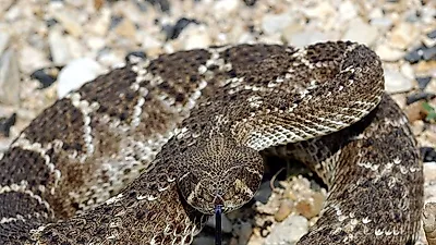 미국 오레곤 주의 야생 파충류