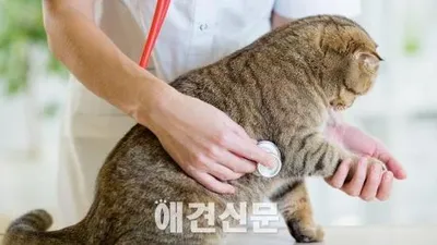 수의사가 진찰 없이 동물 주인과 상담만 한 것은 '진료'일까?