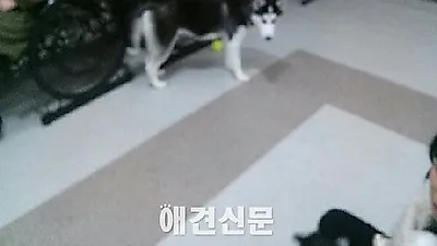 시흥 애견카페 알바한지 이틀만에 그만둔 사연, 인터넷에 일파만파
