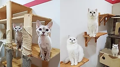 고양이분양사이트에서 새끼고양이분양을 위해 당신이 꼭 알아야 할 '부모묘확인'