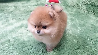 광주 강아지분양전문 애견샵 ‘펫왕국’ 1견 1실 전문가 밀착 관리 원칙으로 우수한 건강상태의 애견 분양이 가능해