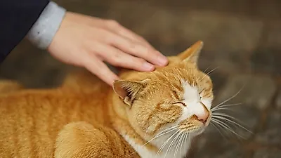 고양이 중성화 수술의 이점
