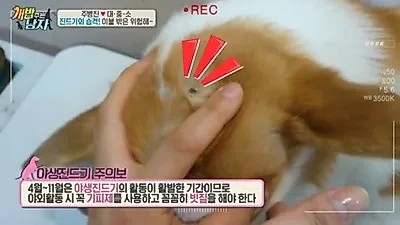 '개 밥 주는 남자' 진드기 퇴치에 나선 주병진