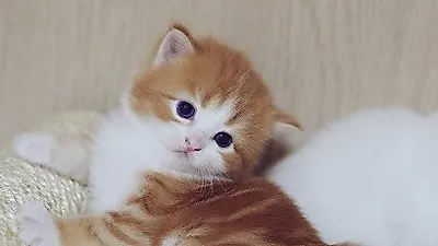 서유리가 곧 입양할 다섯째 반려묘 '보니'