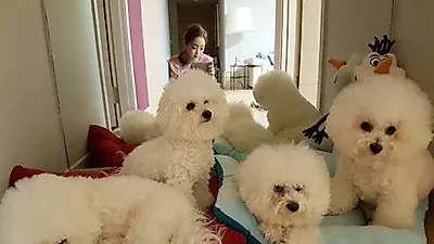 서효림, 옹기종기 모인 반려견 귀여움에 '심쿵'