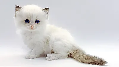 고양이 분양샵 ‘제나캣’, 품종묘 분양가 할인 이벤트 진행