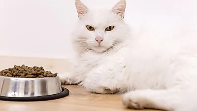 초보 반려묘 보호자들을 위한, '고양이 식단'에 관한 모든 것