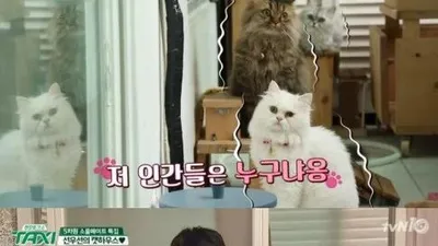 고양이 집사 선우선, 10마리 한 달 사료값만 '50만원'