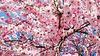 다가오는 봄, 2019 벚꽃 개화시기 및 벚꽃축제 일정은?