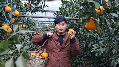 제주농가 '에이팜', 3무 정책과 자체 기준 통과한 한라봉 등 판매 중