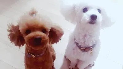 서유나, 귀여움 가득한 반려견 모습 공개 '일동 차렷'