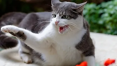 날카롭고 깊은 고양이 할큄 상처 치료법