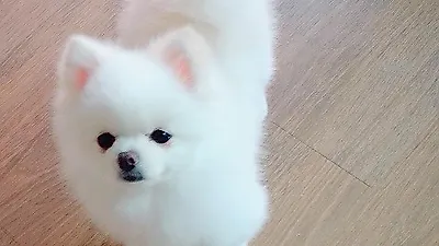규리 반려견, "목욕하고 뽀얘진 뽀뽀"