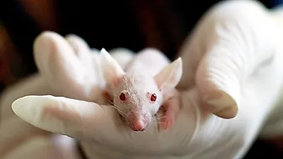 카라, '세계 실험동물의 날' 맞아 어린이·청소년 동물해부실습 반대 운동