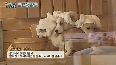 반려견 사우나란?