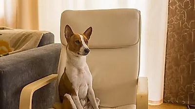 소형 아파트와 주택에 적당한 반려견은?