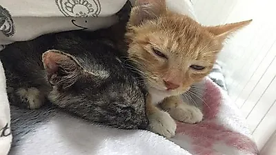 국회에 길고양이 급식소 설치…쉼터·사료 제공
