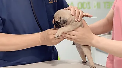 멀티 펫샵 펫인쥬, 의정부 강아지 분양 진행