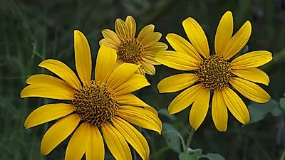 [당뇨에좋은음식] 여주·우엉 이어 '천연 인슐린' 또 나타났다?..예루살렘 아티초크 효능 및 먹는 법