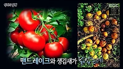 먹으면 죽는다고 알려진 악마의 열매, 맨드레이크와 닮은 모양으로 오해 받아..