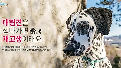 이제는 반려동물 펜션시대 "우리 아이들 눈치 안보고 놀아요"  대형견도, 마리 수 제한도 없는 애견전문펜션