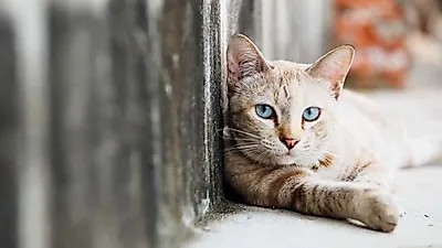 뉴질랜드, 길고양이 3만 마리에 TNR 및 마이크로칩 삽입