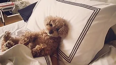 엄정화 반려견, 사람처럼 침대에 누워 "Good morning"