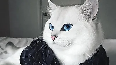 '눈 속에 우주를 담은 고양이 코비' 인터넷에서 화제