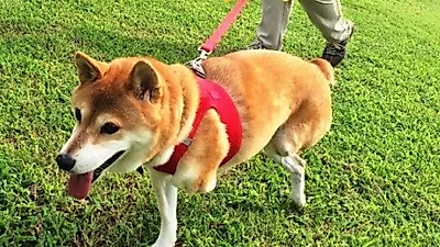 두 다리 잃어버린 시바견…건강하게 일어서다