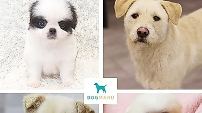 이제는 유기동물보호센터 도그마루를 통한 건강한 유기견무료분양, 강아지무료분양으로 자리 잡아 관심