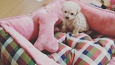B1A4 바로, 새로운 가족 '율무' 공개