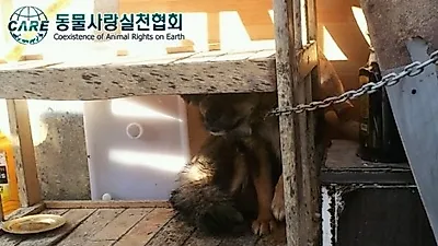 거제도 개 폭행사건, 국내최초 격리조치 시행