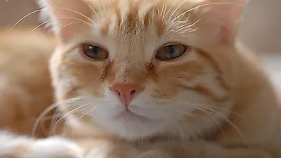고양이 눈곱 색이 진하면 문제가 있다
