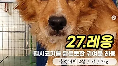 세상 하나 뿐인 오묘한 매력 '레옹'…"새 가족 기다려요!"