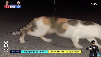 "아가 이리 오너라" 고양이 유인한 뒤 몸에 철사 칭칭 감아