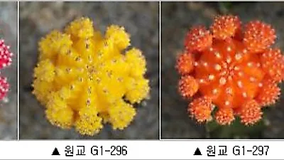 농촌진흥청, 한국 선인장 세계적으로 인정 받아
