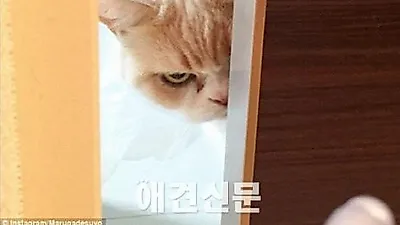화난 고양이 '고유키' 새로운 인터넷 스타