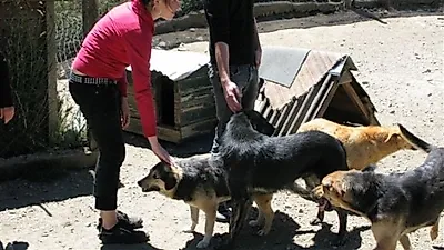 동물의 안락사는 수의사만?