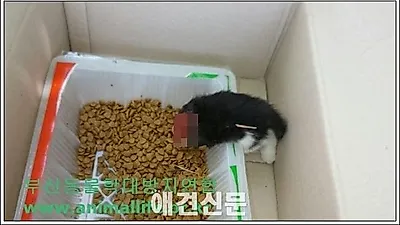 사료통에 목이 잘린 채 발견된 새끼 길고양이, 네티즌들 경악
