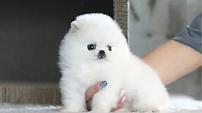 강아지·고양이 분양 업체 ‘아담스펫’ 건강한 개체만 분양 진행