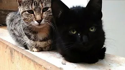 의문의 집에서 수십 마리의 고양이 떼 발견돼