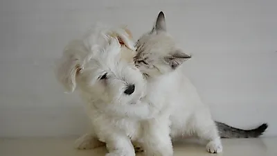 지나칠 수 없는 고양이 학대, 선진국도 예외 아냐
