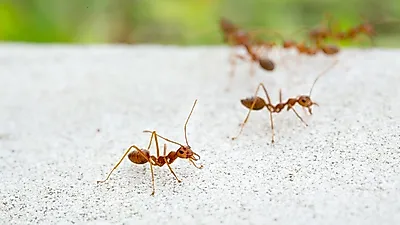'살인개미' 붉은 불개미 안산에서 또 발견, 증상-대처법-신고는 어떻게?