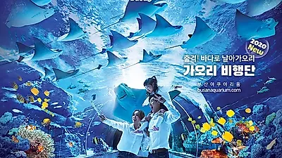 SEA LIFE 부산아쿠아리움, 신규 전시존 '가오리 비행단' 본격 개장